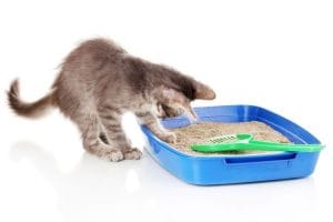 Cát mèo giá rẻ - Lựa chọn thông minh cho vệ sinh thú cưng 2 Cát cho mèo