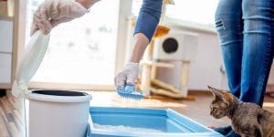 Cát mèo giá rẻ - Lựa chọn thông minh cho vệ sinh thú cưng 1 Cát mèo giá rẻ