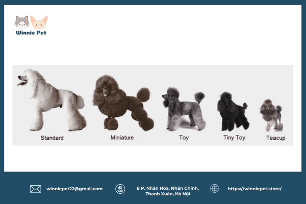 Sữa tắm cho chó Poodle năm 2024 2 Phân loại chó Poodle