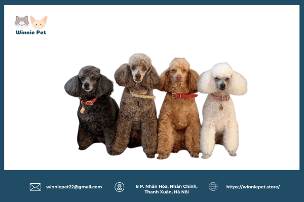 Sữa tắm cho chó Poodle năm 2024 1 Chó Poodle là giống chó gì?