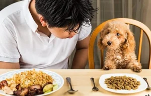 Thức ăn cho chó Poodle 3 tháng tuổi 2 thuc-an-cho-cho-poodle-3-thang-tuoi