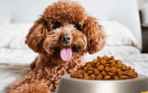 Thức ăn cho chó Poodle 3 tháng tuổi 1 thu-an-cho-cho-poodle-3-thang-tuoi