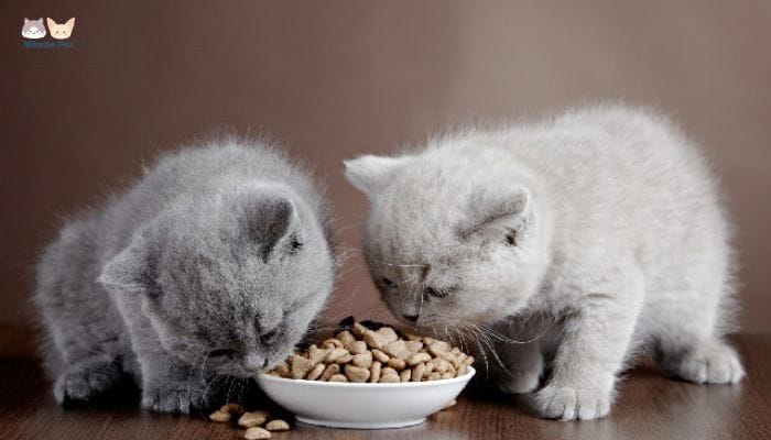 Top 5 loại hạt cho mèo bạn nên biết khi nuôi thú cưng 3 Nên chọn loại hạt cho mèo nào