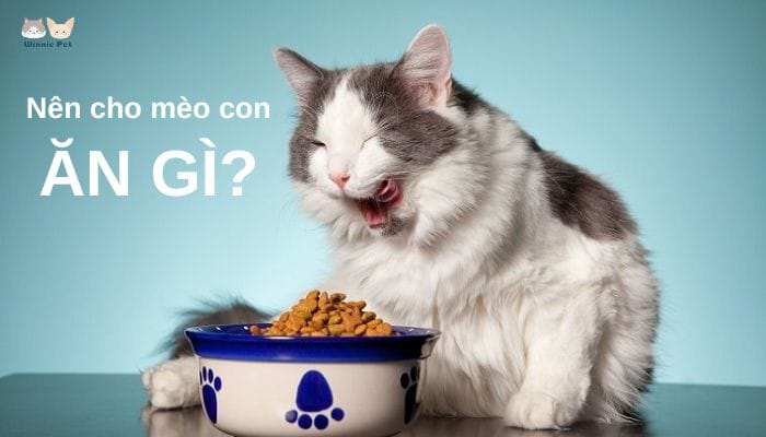 Mèo con ăn những gì? Địa chỉ mua thức ăn cho mèo con 1 Nhu cầu dinh dưỡng cho mèo con như thế nào?