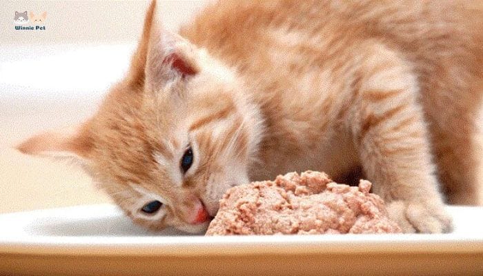 Mèo con ăn những gì? Địa chỉ mua thức ăn cho mèo con 3 Thức ăn ướt