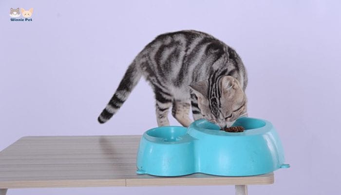 Mèo con ăn những gì? Địa chỉ mua thức ăn cho mèo con 2 Các loại thức ăn cho mèo con