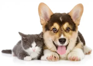 Bé 4 chân được hôi? Phải làm sao? Cách để thú cưng thơm 3 Cách để thú cưng thơm