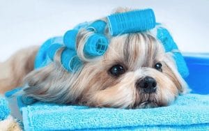 Bé 4 chân được hôi? Phải làm sao? Cách để thú cưng thơm 2 Cách để thú cưng thơm